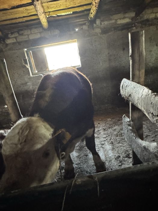 Продам бычков с откорма