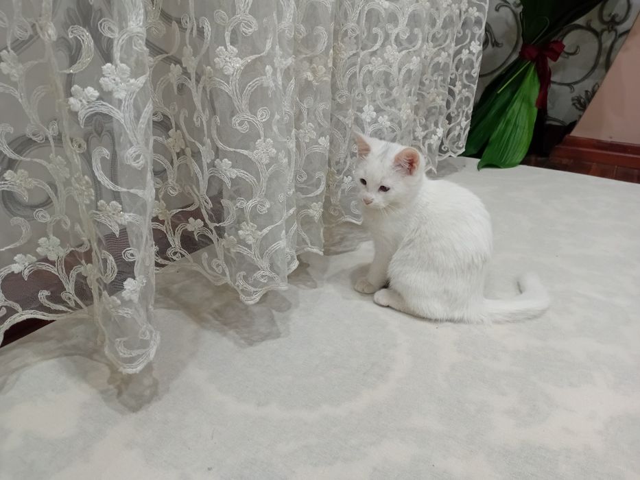 1 dona turk angorasi 4 oylik o'g'il bola