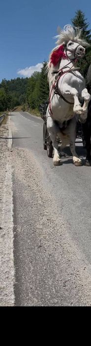 Vând mânză de 6 luni jumate