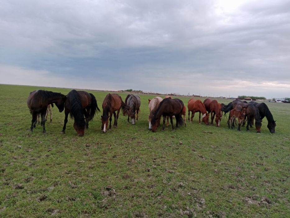 Жылқы Үйір табун бие айғыр