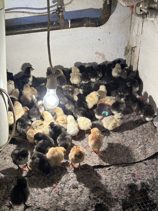 Продам цыплят джерси г.Талгар