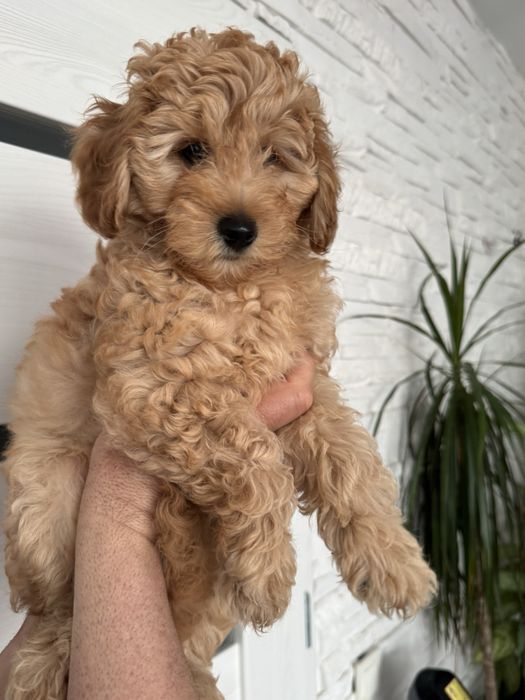 Търсим любящ дом за  момченце,много енергичен ,игрив и палав.