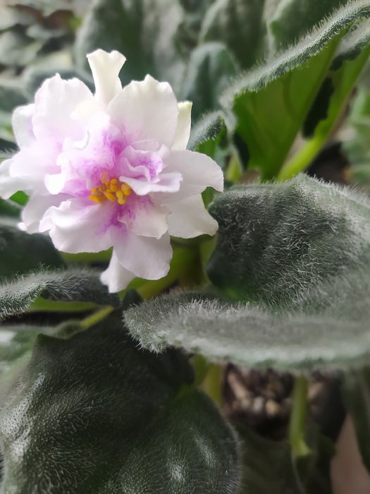 Продам домашние фиалки (сенполии).