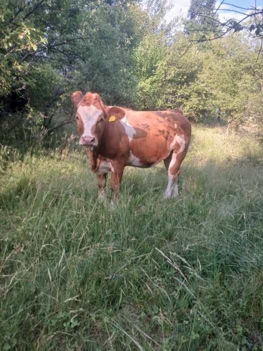 Vând 4 Juninci si un taur belgian