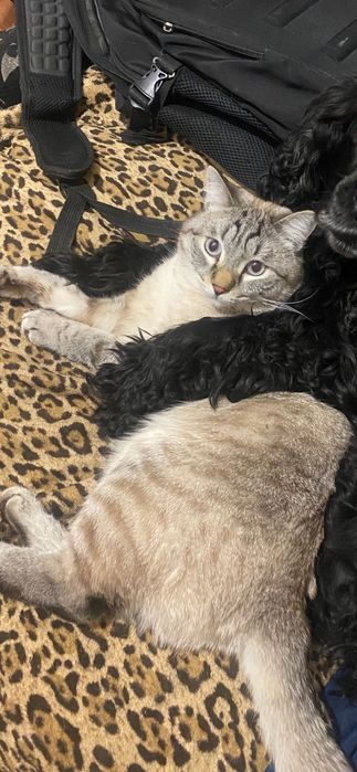 Пропал кот Алматы