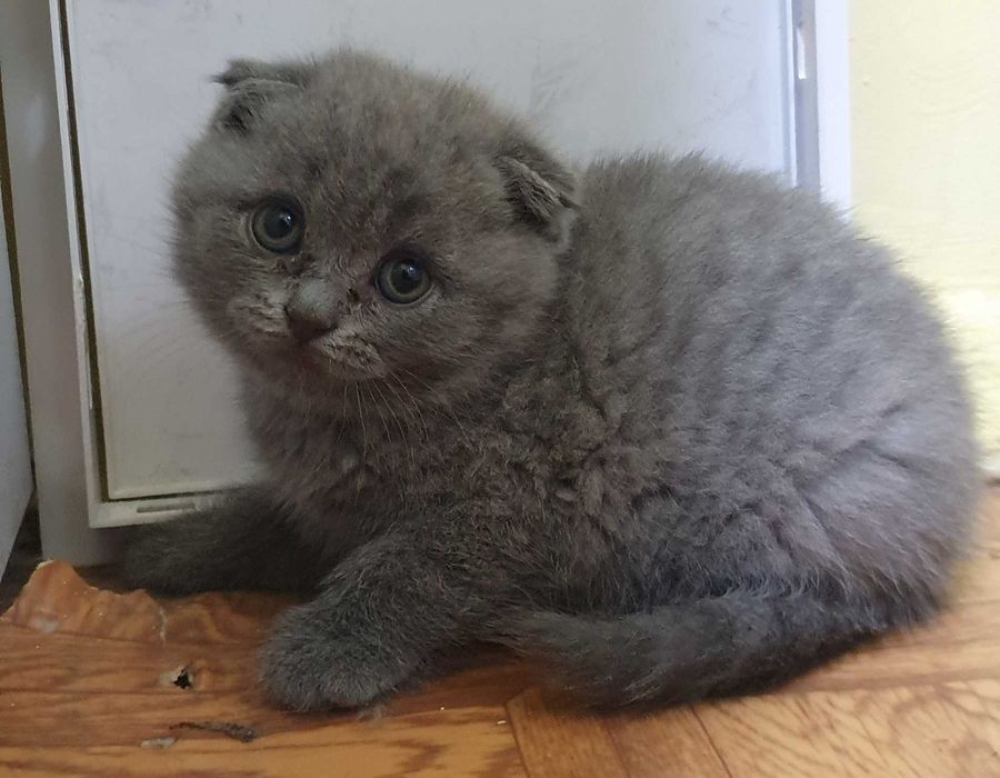 Продам британских котят