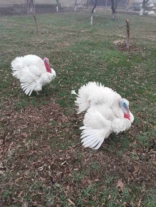 Сатлады срочнаа.