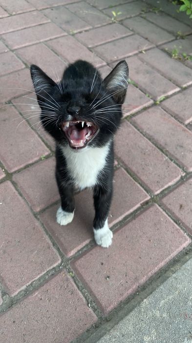 Отдам котенка в добрые руки
