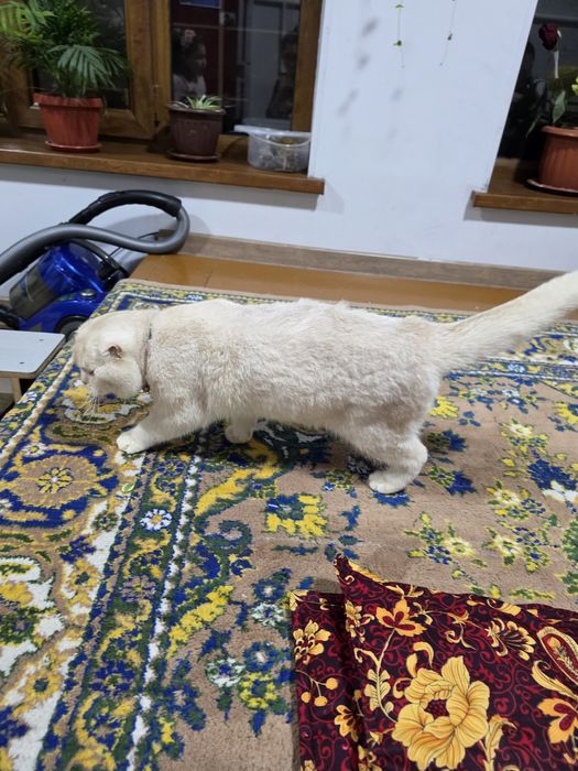 Прадам кошку мальчик scotch folds  в хорошие руки