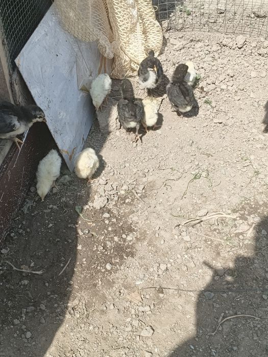 Продам цыплят австерлоп