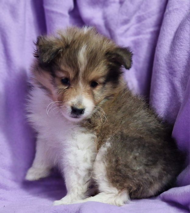 Sheltie - Shetland Sheepdog