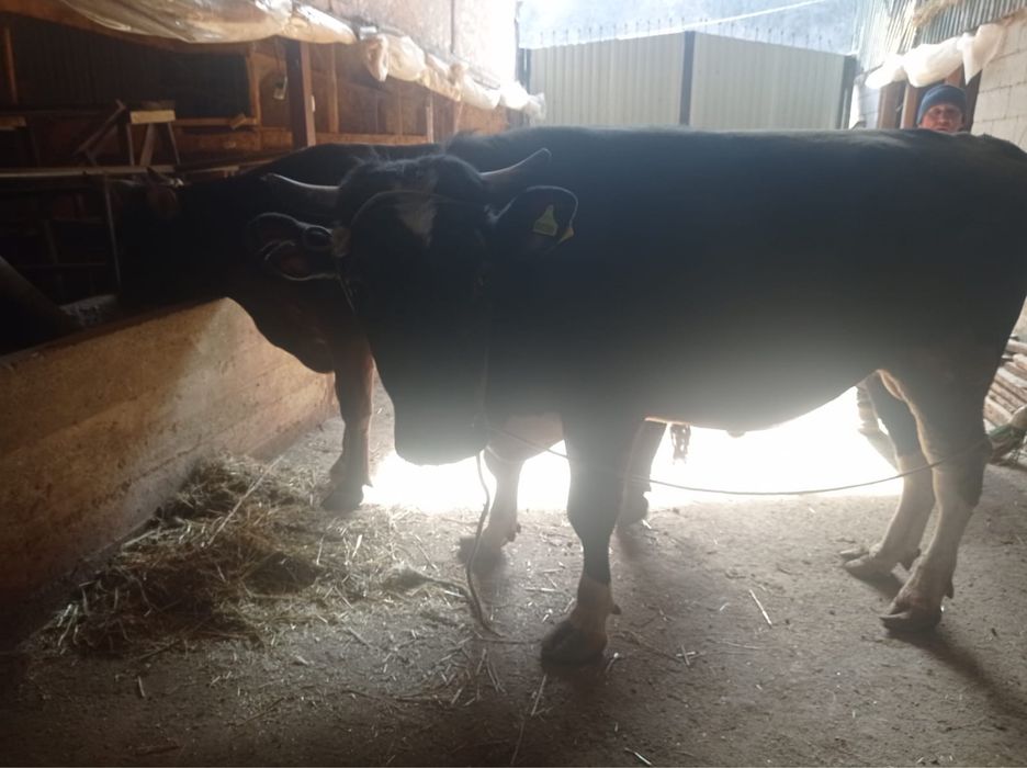 Бык , чистокровный голштинец