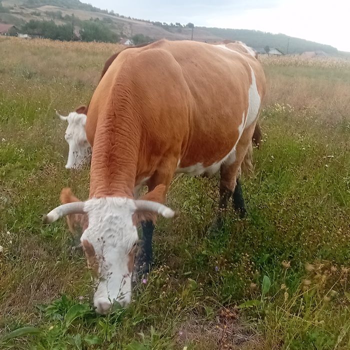 Vând vaca de abator