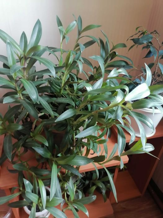 Комнатные цветы ухоженные