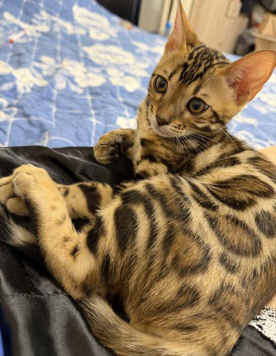 Котенок мальчик с родословной