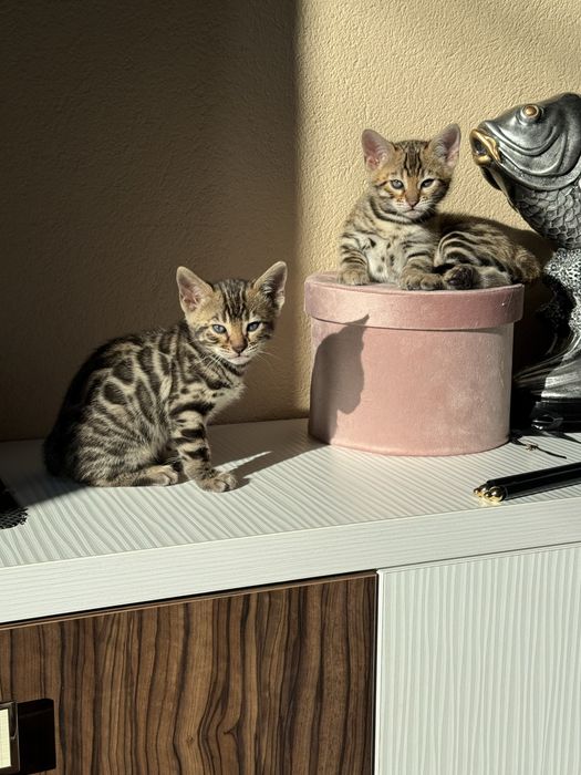Бенгалски котета!