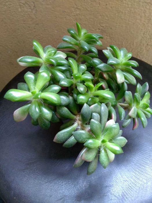 Цвете - стайно -