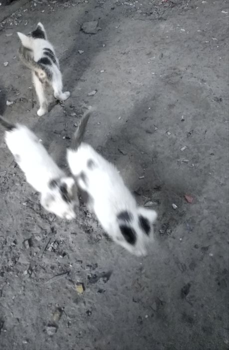 Mushuk bolari.        Koshki