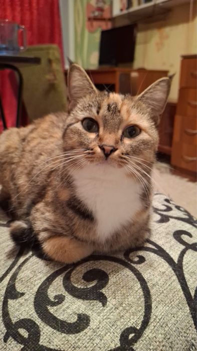 Кошка Клякса ищет дом