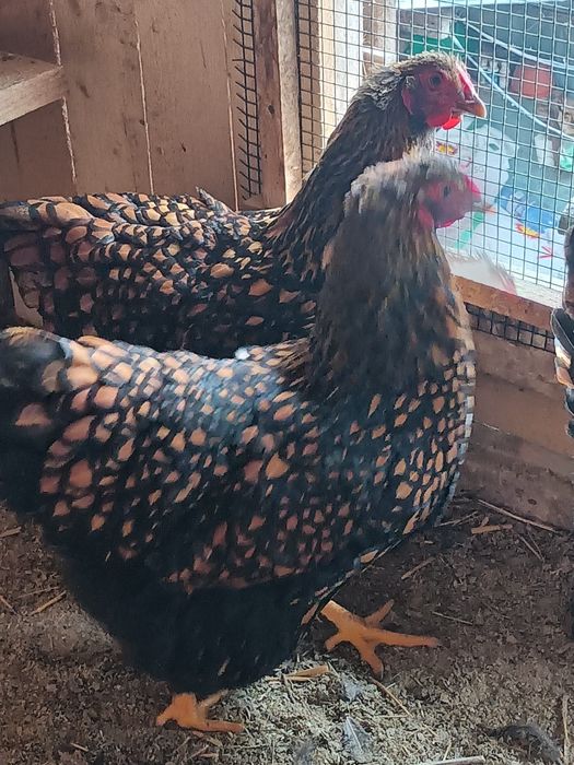 Vând oua incubat wiandotte gsg