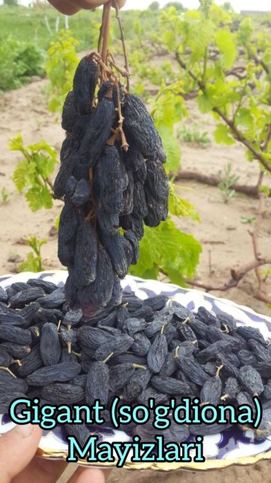 Gigant(so'g'diyona) va qora kishmish(oq cho'p)  uzum ko'chat va qalamc