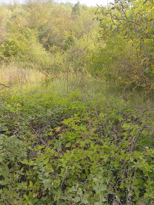 504-Продава се лозе в местността "Исперихски път"!