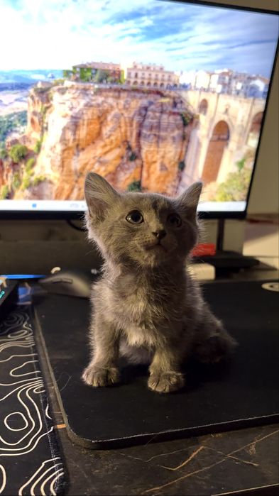 котенок Русской голубой кошки