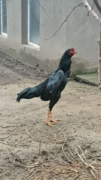 Бойцовый петухи дакан