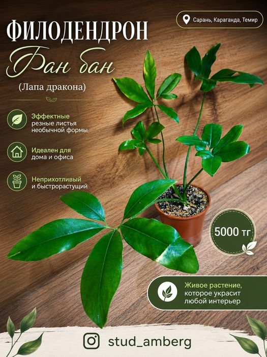 Филодендрон 2 ..