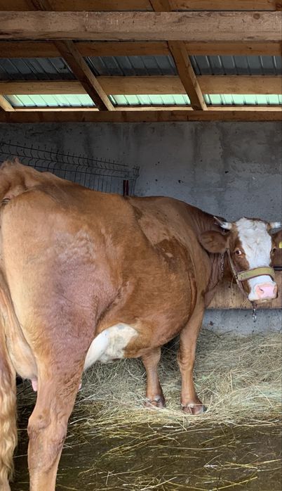 Vând vacă rasa simental