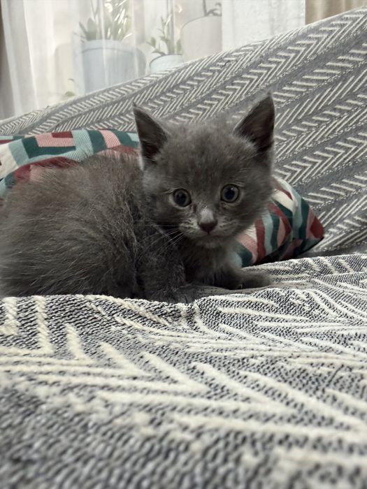Отлам котят в хорошие руки