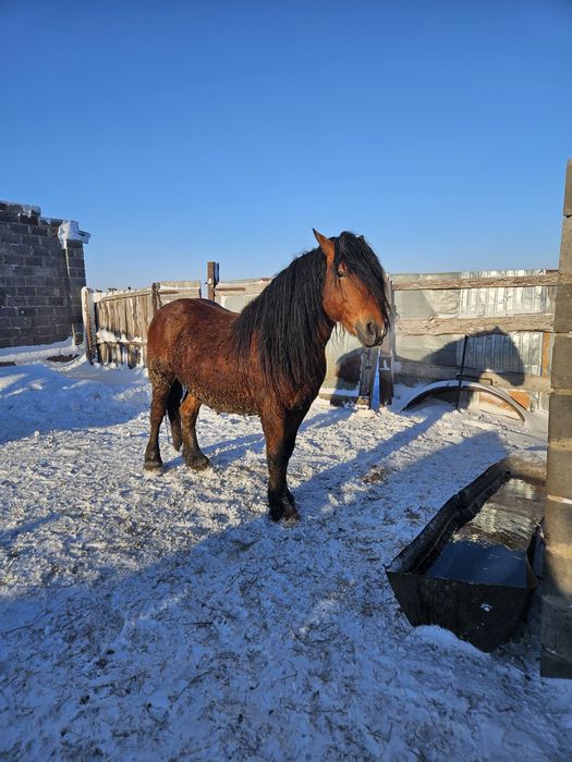 Жеребец продаётся