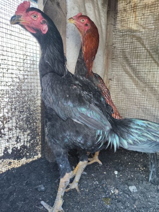 Петух бойцовый черный Тайго