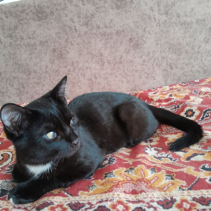 Отдам кота в добрые руки