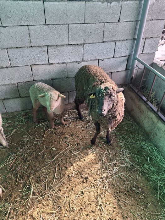 Продам матку  с ягненком  срочно