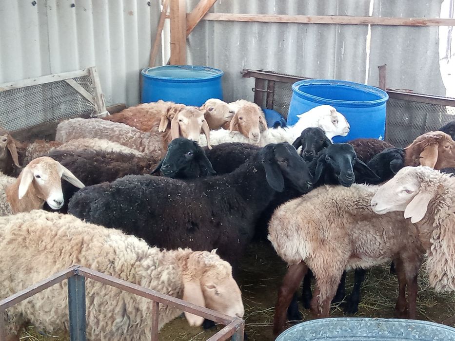 Трусикидегі үлкен жопа