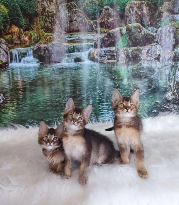 Чаузи и абики. Акция - 50%