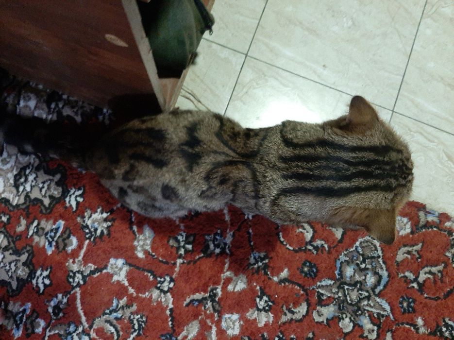 Bengal mushuk sotiladi