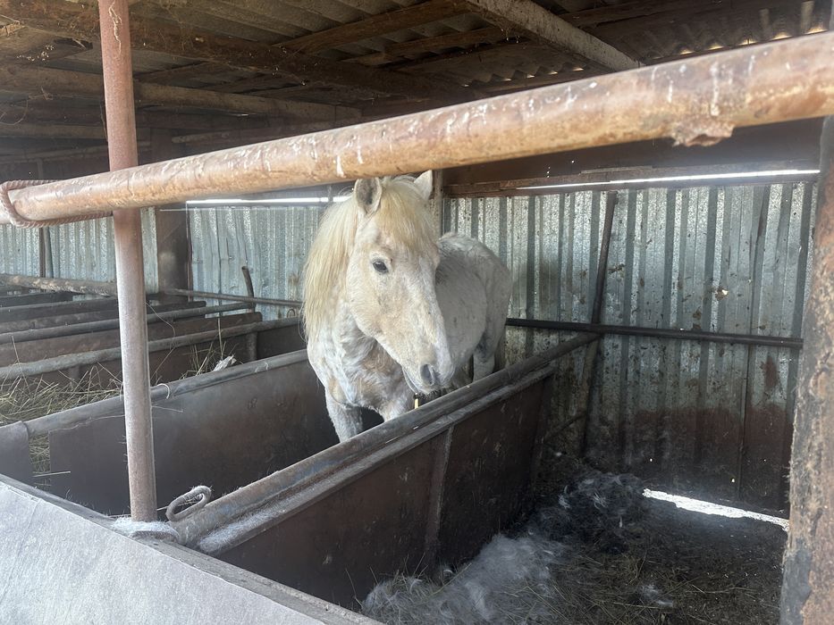 Продам Жеребца !!