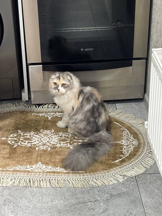Котята породистые шиншилы