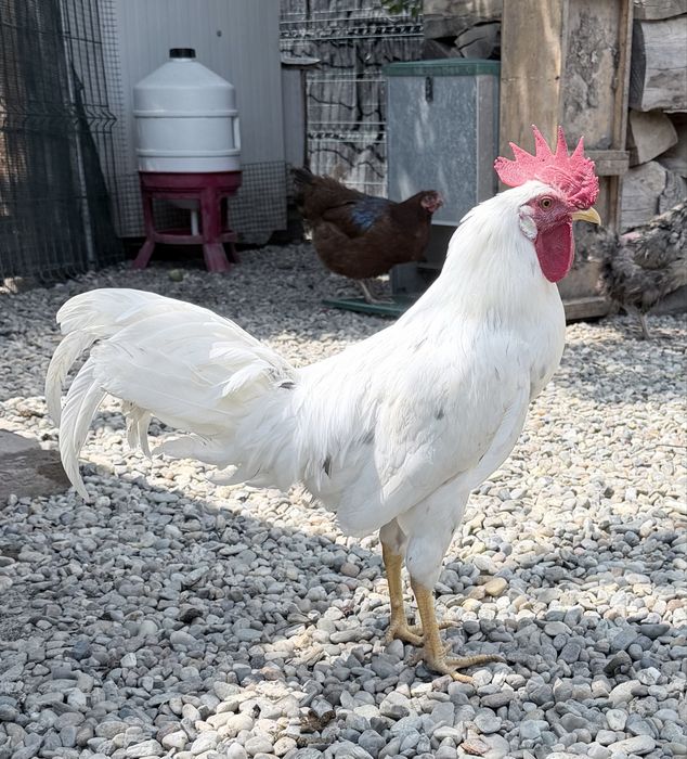 Vând cocoși tineri