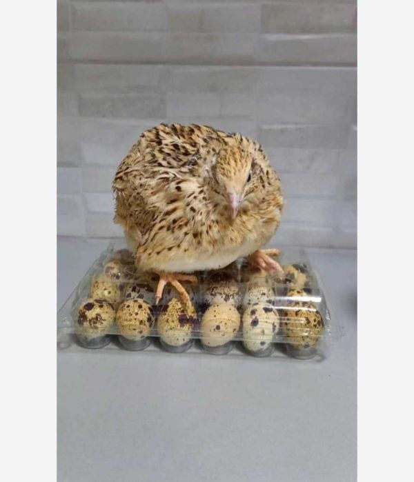 Ouă proaspete de prepeliță pentru consum