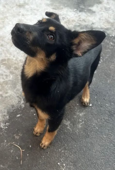 Семейная собака Тося