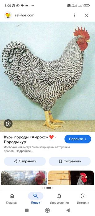 Цыплята    Арокс