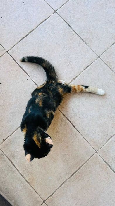 Подарявам коте. Което е родено само със две лапички някой да се грижи за него