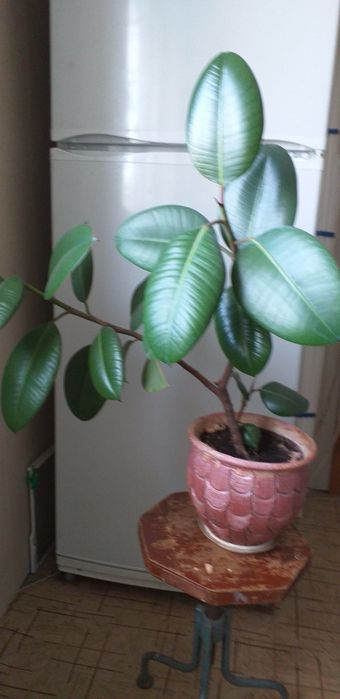 Продаю цветок фикус