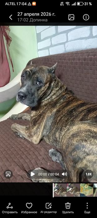 Вязка стафорд))) ищем девачку красавицу)