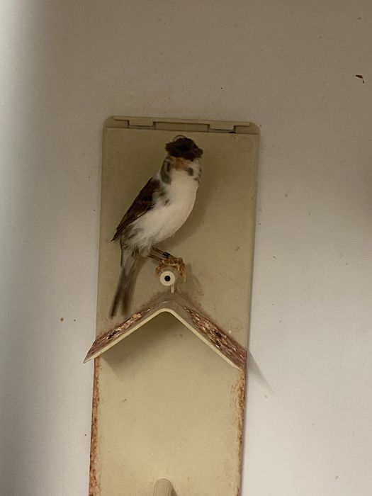 Vand Canari  Arlechin Portughez