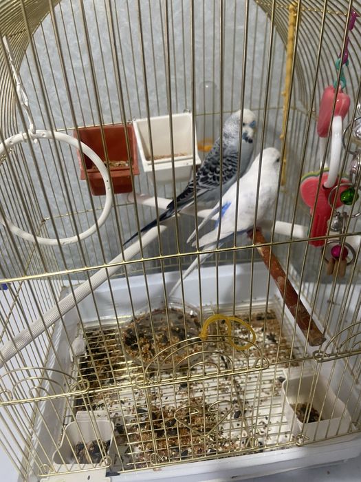 Продам попугайов