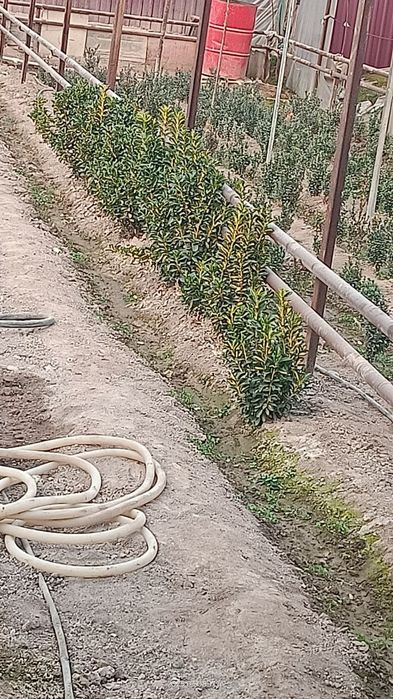 Шамшод кўчатлари